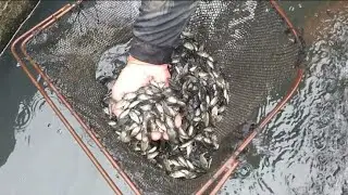 THE BEST TILAPIA THERE IS / new genetics