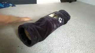 Кот и кошачая труба