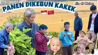 ANTAR PULANG WAIGONG DAN PANEN SEDIKIT SAYUR DIKEBUNNYA BAWA OULANG KERUMAH DESA