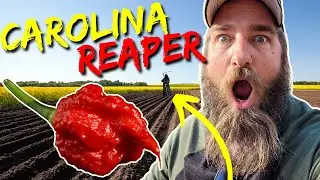 🌶️  How to Grow Carolina Reapers | The World’s Hottest Peppers 🌶️