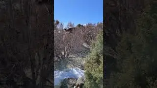 JoJo Mtn lion