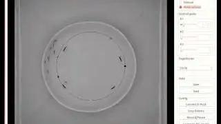 Animal robot-interaction: Multi-Target Tracking and Control