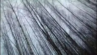 Березняк