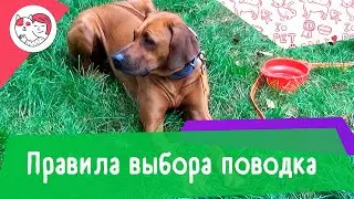 4 правила выбора поводка для собаки