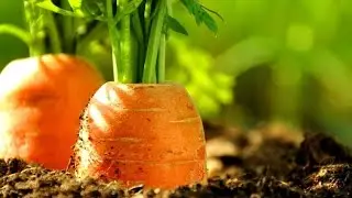 Посадка моркови за 5минут,  без дальнейшего прореживания.