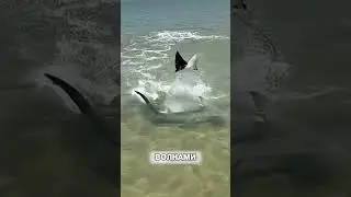 Скат перехитрил акулу НА СУШЕ😱🦈🏖