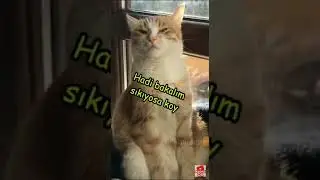 ağlatilan tatli kedimiz🥺🥺