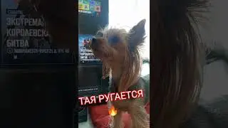 ЙОРК РУГАЕТСЯ 