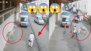 गधे ने इस बूढ़े अंकल को काट लिया रोड चलते वक्त - Kolhapur Viral Video