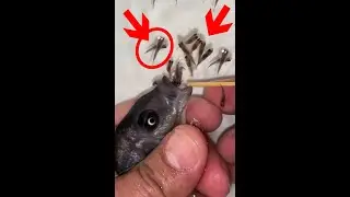 Kadango cichlid fish giving birth 😍🐬👍🙏  