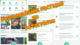 PictureThis - интеллектуальное распознавание растений по фото.