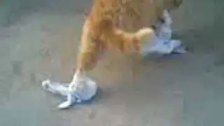 Заяц