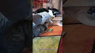 Unsere Kitten spielen mit ihren Geschenken aus der Fressnapf Weihnachtsaktion 💖