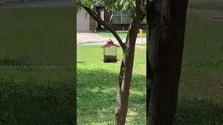 Birds snacking!