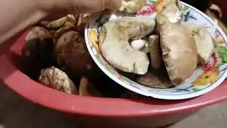 Поход за грибами / ТИХАЯ охота....