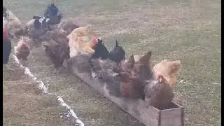 Frozen North Breakfast time for the Chickens
