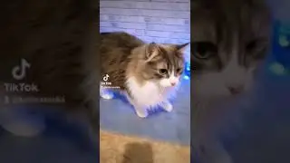 это видео взорвало тик ток