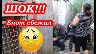 VLOG У меня ШОК!!! Енот Лимон СБЕЖАЛ