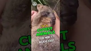 ❤️Top 10 Cutest Animals You Won’t Believe Exist ❤️#Lovenature