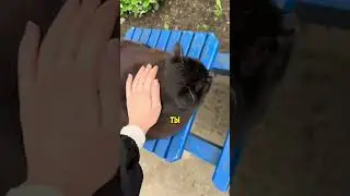 Комплименты для кота Автор: linaxmiu