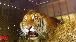 Reaksi Harimau Ketika Pertama Kali di Lepas Ke Alam Bebas!! Ketika Hewan Dilepas Liarkan