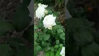 боинг #роза #flowers #розы #розомания #garden #садовод #цветы #садовыецветы #rose #дача #2024 #июнь