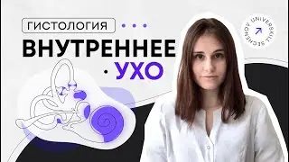 Гистология | Кортиев орган