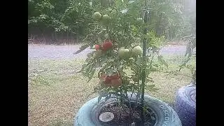 Tomatoes Maters and Tamatos
