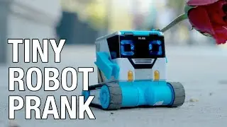 Pranking With The Little Robot 