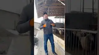 емни тукма килиб бокиш куйларни