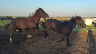 Жеребец не взлюбил новую кобылицу