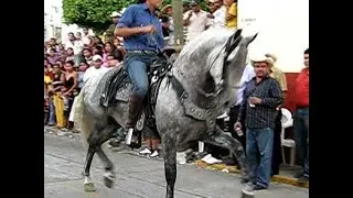 Caballo Bailando en las Calles - DGM & CB