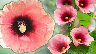 Halo & Indian Spring Hollyhocks: Easy-to-Grow Beauties for Your Garden