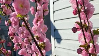 Что сейчас с розами обрезанными под ноль🌹🌹🌹 8 апреля 24г.