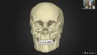 Development of the Human Skull and Cranial Anomalies