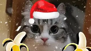 Комару🥰🥰🥰🥰 #funny #shorts