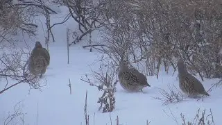Охота на зайца - Зайцы обманщики!!!