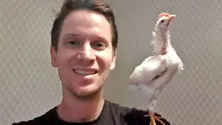 Где лучше жить домашним птицам. The best place for living