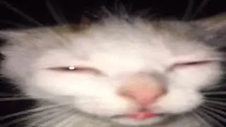 Silliest Creature On Earth Funny Cats 2024