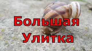 Дроздов даже в ужасе от этой улитки😵😵😵