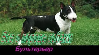 Бультерьер собака! Полное описание о породе!