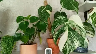 Обзор моей коллекции растений.Часть 1 #plants #комнатныерастения #моирастения #обзор