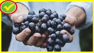 Продукты, выводящие яды и токсины из организма