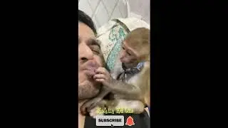 💞 Funny Monkey with men 💞Baby Monkey attrocites💞Whatsapp Status Video 💞