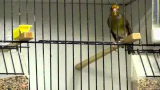 بندوق (حسون و كناري)-1