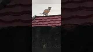 Как быстро и недорого подлатать протекающую крышу? | How to quickly and inexpensively patch a roof?