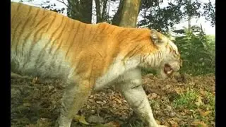 Third wild golden tiger emerges in Kaziranga