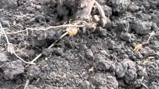 Паук Гигант