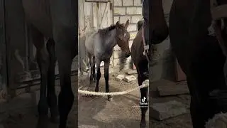 БУРЫЙ ЖЕРЕБЕНОК #horse #кони #асау #айгыр #animals #жылкы #жылкылар #бие #жеребенок #жеребец