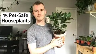 15 Non-Toxic Pet-Safe Houseplants